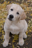 Labrador retriever puppy, female FCI Aksay  Delivery from Aksay