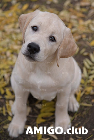 Labrador retriever puppy, female FCI Aksay  Aksay - photo 1