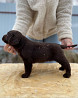 Labrador retriever puppy, female show class IKU Kolomna  Delivery from Kolomna