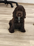 Cocker spaniel inglés cachorro, masculino, mujer show class FCI Vologda  Vologda