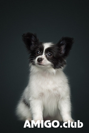 Perhoskoira (mantereenkääpiöspanieli) papillon pentu, nainen show class FCI Nakhodka  Nakhodka - изображение 1