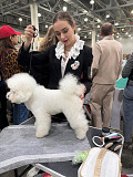 Bichon frise male breed class FCI for mating Voronezh  Voronezh