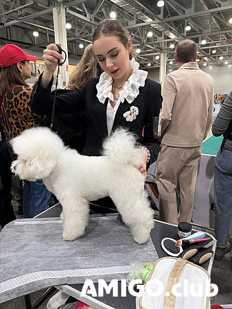 Bichon frisé juniori, uros FCI Voronezh  Voronezh - изображение 1