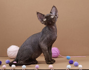 Gato Devon rex (DRX) (gatito, gato, show class) WCF Duesseldorf  Duesseldorf