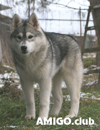 Husky siberiano cachorro, masculino, mujer show class FCI Moscow  Moscow - photo 1