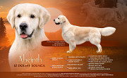 Golden retriever male show class FCI for mating Yaroslavl'  Yaroslavl'