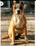 American staffordshire terrier  FCI pour l'accouplement Yessentuki  Yessentuki