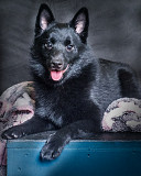 Schipperke cachorro, masculino show class FCI Sankt-Peterburg  Delivery from Sankt-Peterburg