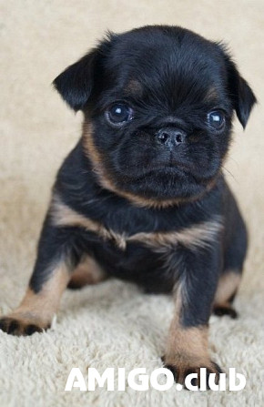 Petit brabancon puppy, male show class FCI Moscow  Moscow - photo 1