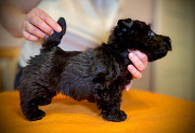 Scottish terrier puppy, male, female FCI Novosibirsk  Delivery from Novosibirsk