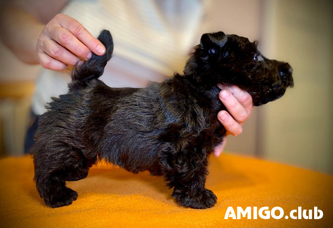 Scottish terrier cachorro, masculino, mujer FCI Novosibirsk  Novosibirsk - photo 1