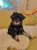 Schnauzer miniatura cachorro, masculino show class FCI Perm  Delivery from Perm