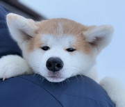 Akita pentu, uros, nainen show class FCI Tula  Tula