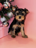 Yorkshire terrier hündchen, männlich, weiblich breed class FCI Barnaul  Barnaul