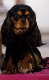 Cavalier king charles spaniel male show class FCI for mating Saratov  Saratov