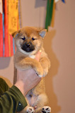 Shiba pentu, uros breed class FCI Nizhniy Novgorod  Nizhniy Novgorod