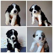 Bordercollie kutsikas, mees, naissoost show class FCI Simferopol  Simferopol