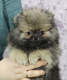 German spitz toy (pomeranian) puppy, male, female show class FCI Yekaterinburg  Delivery from Yekaterinburg