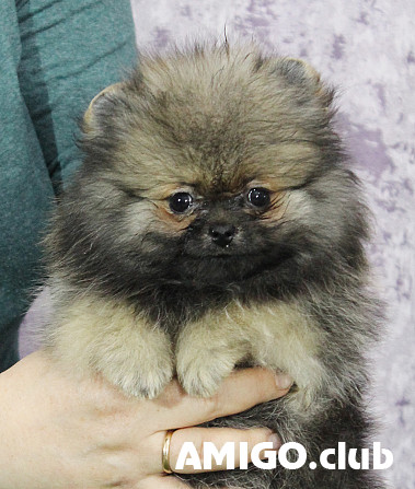 Spitz allemand nain (pomeranien) chiot, masculin, femme show class FCI Yekaterinburg  Yekaterinburg - изображение 1