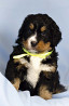 Bernese mountain dog puppy, male, female FCI Tobol'sk  Delivery from Tobol'sk