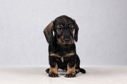 Dachshund miniature long-haired puppy, female pet class FCI Kazan'  Delivery from Kazan'