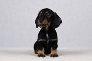 Dachshund rabbit wire-haired puppy, female breed class FCI Kazan'  Delivery from Kazan'