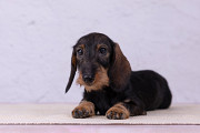 Dachshund zwerg rauhhaar junior, männlich pet class IKU Kazan'  доставка из г.Kazan'