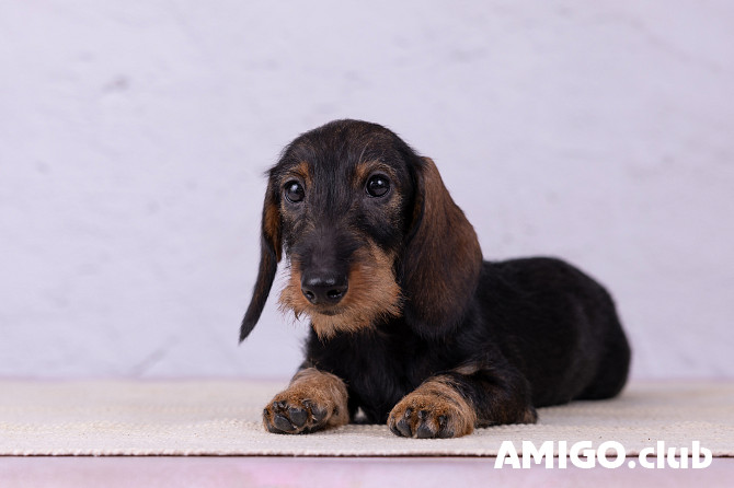 Dachshund miniatura de pelo largo júnior, masculino pet class IKU Kazan'  Kazan' - photo 1