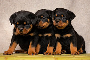 Rottweiler puppy, male, female show class FCI Yoshkar-Ola  Yoshkar-Ola