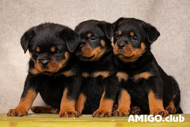 Rottweiler puppy, male, female show class FCI Yoshkar-Ola  Yoshkar-Ola - photo 1