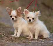 Chihuahua pikakarvaline kutsikas, mees show class FCI Yoshkar-Ola  Yoshkar-Ola