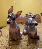 American hairless terrier puppy, male, female breed class FCI Shelekhov  Delivery from Shelekhov