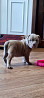 American bully puppy, male breed class AKC Rostov-na-Donu  Delivery from Rostov-na-Donu