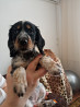 Russian hunting spaniel puppy, male, female show class CKC Krasnodar  Delivery from Krasnodar