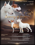 Bull terrier puppy, male, female breed class FCI Moscow  Delivery from Moscow