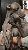 Italian sighthound puppy, male show class FCI Sankt-Peterburg  Delivery from Sankt-Peterburg