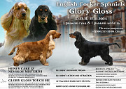 Angļu kokerspaniels kucēns, vīrietis breed class FCI Sankt-Peterburg  доставка из г.Sankt-Peterburg