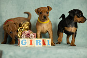 Miniature pinscher puppy, female FCI Moscow  Moscow