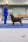 Labradori retriiver täiskasvanud, mees show class FCI Moscow  доставка из г.Moscow