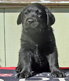 Labrador retriever puppy, male AKC Magdeburg  Delivery from Magdeburg