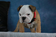 Bulldog cachorro, masculino show class FCI Volgograd  Delivery from Volgograd