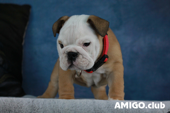 Bulldog puppy, male show class FCI Volgograd  Volgograd - photo 1