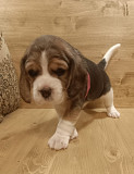 Beagle puppy, female FCI Moscow  Delivery from Moscow