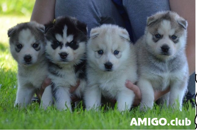 Husky siberiano cachorro, mujer breed class AKC Perm  Perm - photo 1