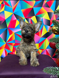 Cairn terrier puppy, male FCI Yekaterinburg  Delivery from Yekaterinburg