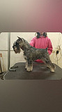 Schnauzer miniatura adulto, masculino show class FCI Tol'yatti  Tol'yatti