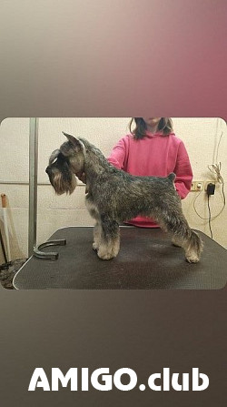 Schnauzer miniatura adulto, masculino show class FCI Tol'yatti  Tol'yatti - photo 1