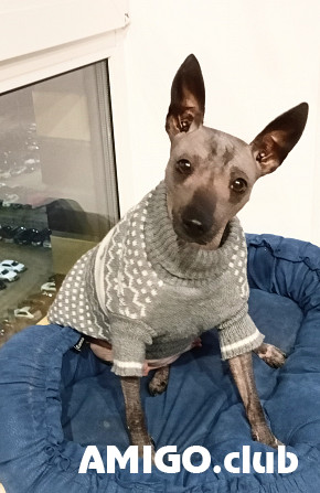 Xoloitzcuintle cachorro, masculino, mujer show class FCI Moscow  Moscow - photo 1