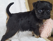 Griffon belge puppy, male show class FCI Moscow  Delivery from Moscow