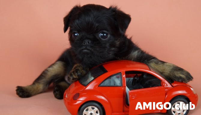 Griffon belge puppy, male show class FCI Moscow  Moscow - photo 1